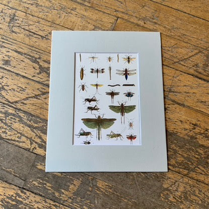 Book Art, Insects