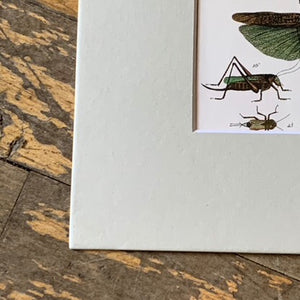 Book Art, Insects