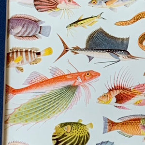 Book Art, Fish