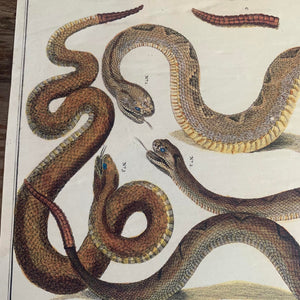 Cabinet Print, Snakes