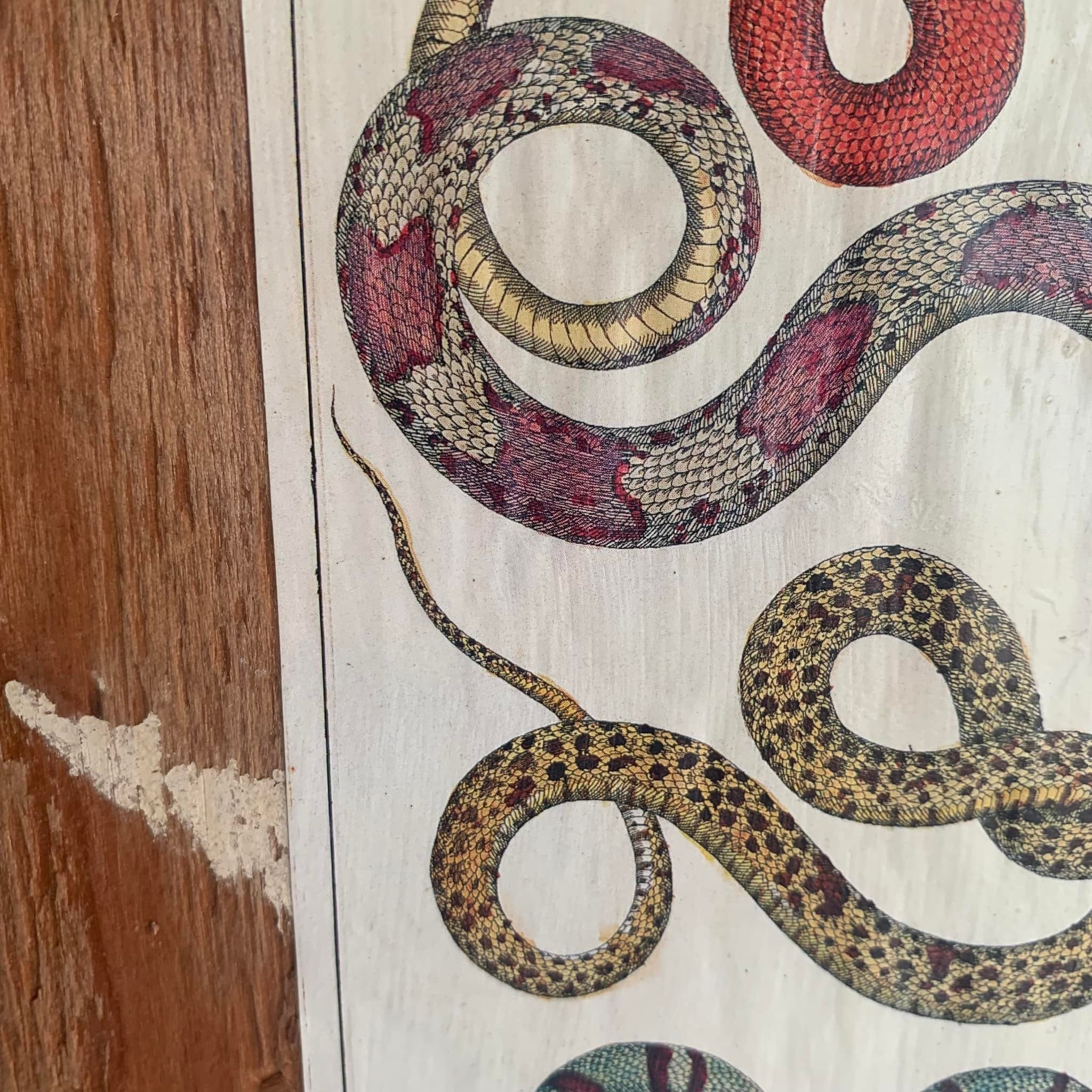 Cabinet Print, Snakes