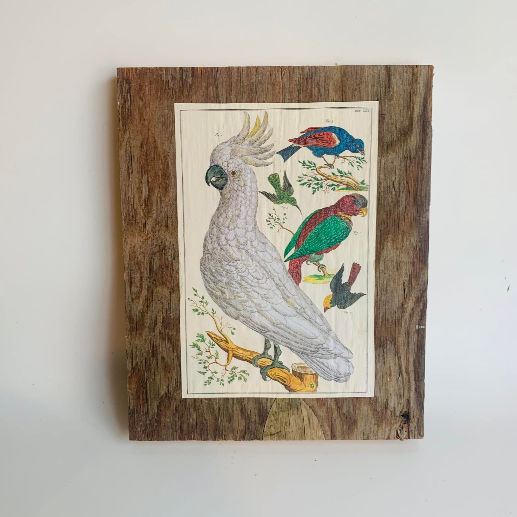Cabinet Print, Birds