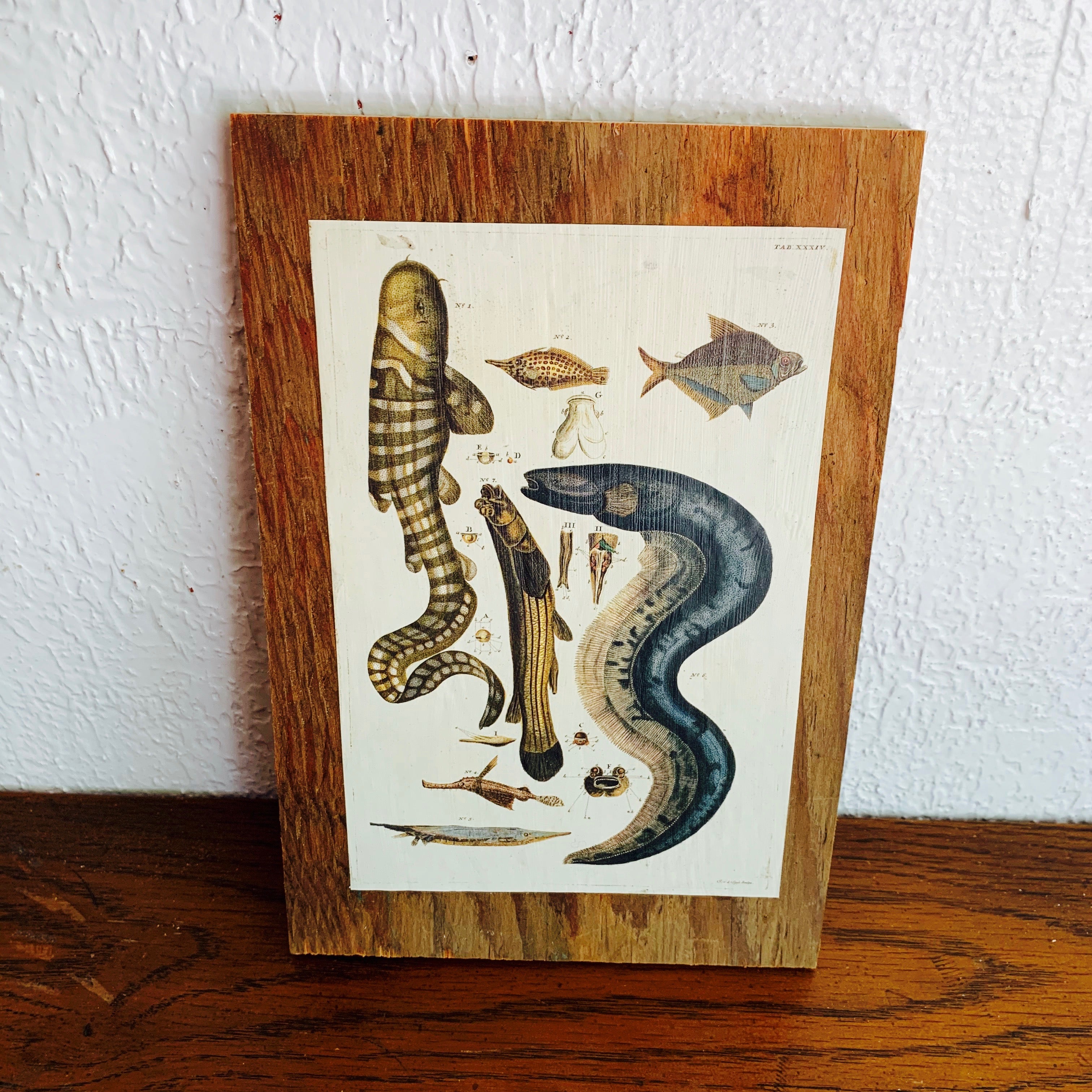 Cabinet Print, Fish