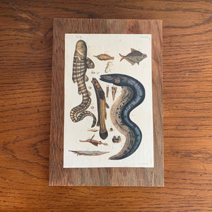 Cabinet Print, Fish