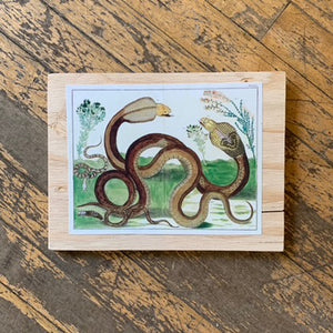 Cabinet Print, Snakes with Botanical