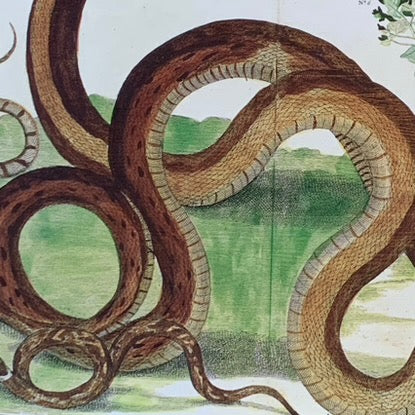 Cabinet Print, Snakes with Botanical