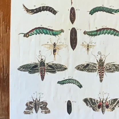 Cabinet Print, Moths