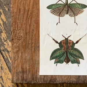Cabinet Print, Insects