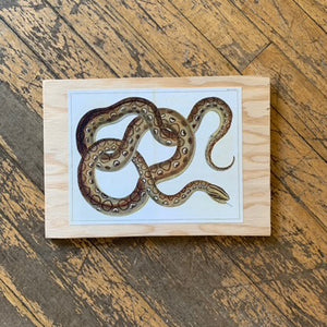 Cabinet Print, Snake