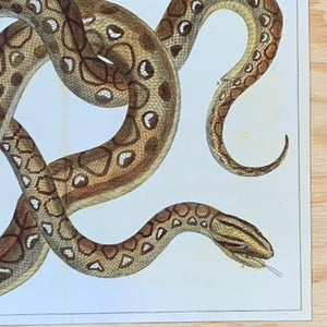 Cabinet Print, Snake