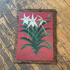 Cabinet Print, Flower with Moth