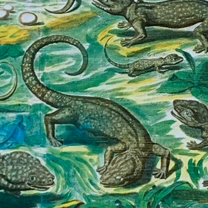 Cabinet Print, Lizards