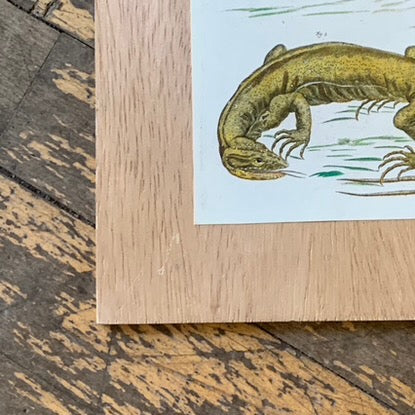 Cabinet Print, Lizards