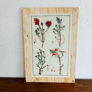 Cabinet Print, Plants